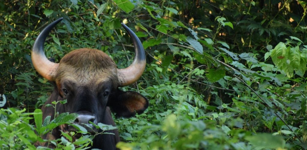 gaur-gorumara-national-park-2.jpeg