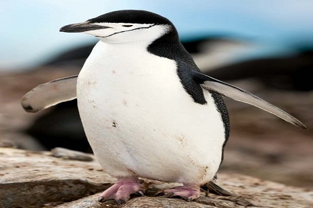 CHINSTRAP-PENGUINE.jpg