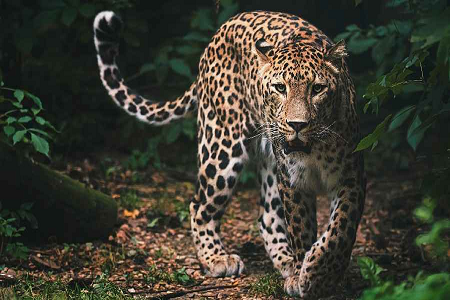 leopard.png