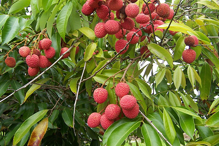 litchi.png