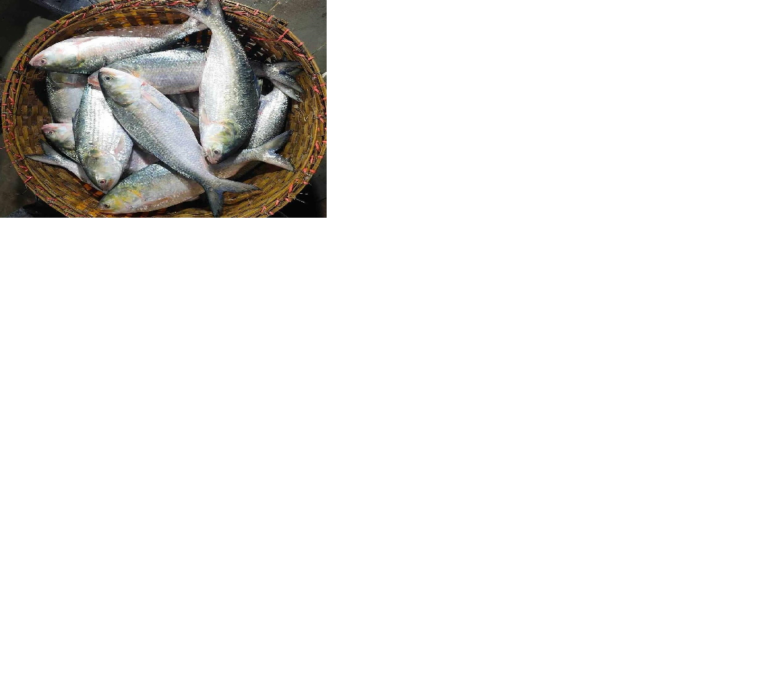 ILISH.png