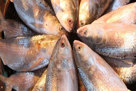 ilish.png