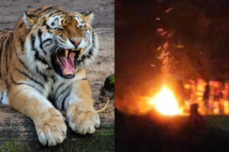 tiger-fire.jpg