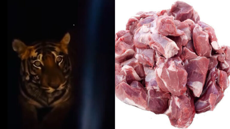 tigress-meat.jpg