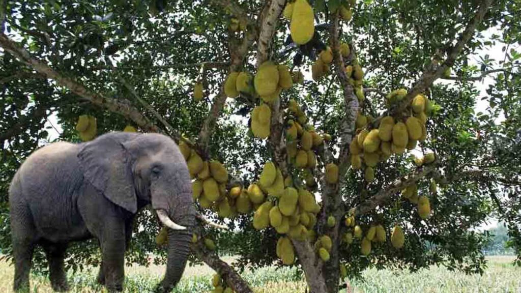 Elephant.jpg
