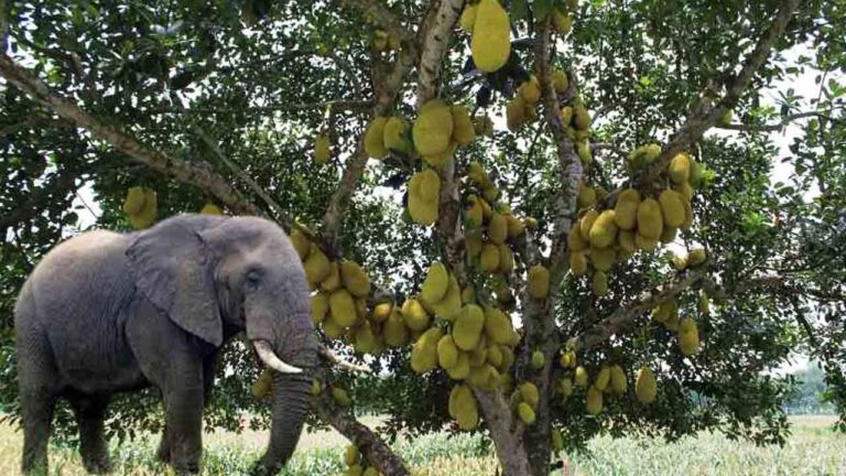 Elephant.jpg