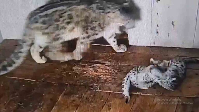 Lepard-2.jpg