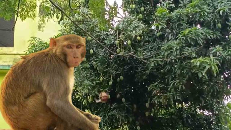 Monky.jpg
