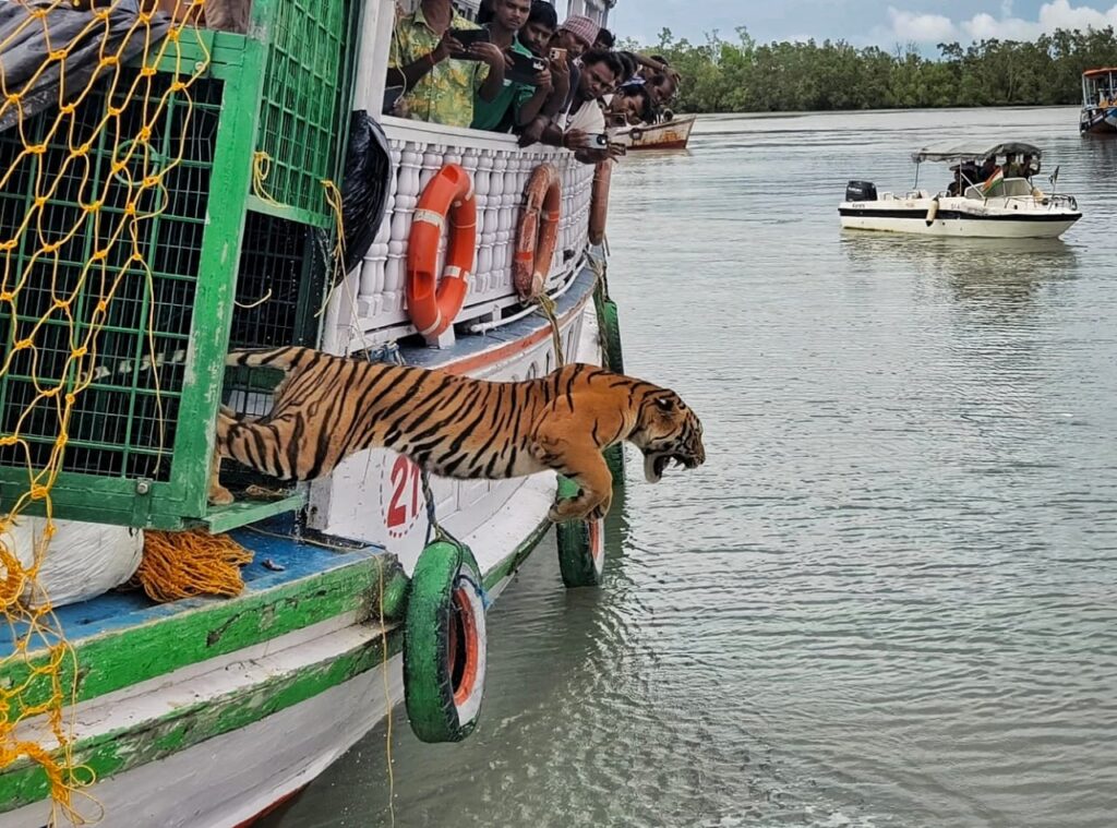 TIGER-RETURN.jpeg