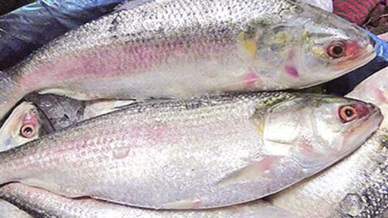 ilish.jpg