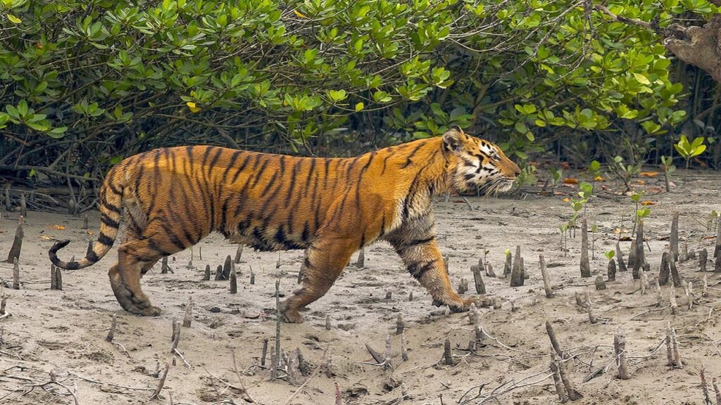 sundarban-tiger.jpg