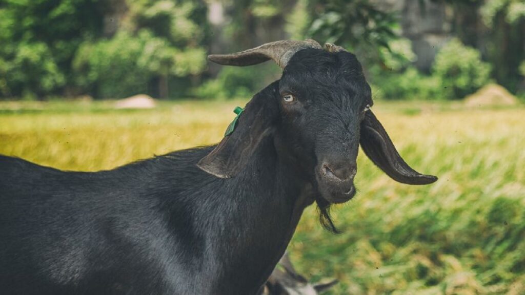 goat-df.jpg