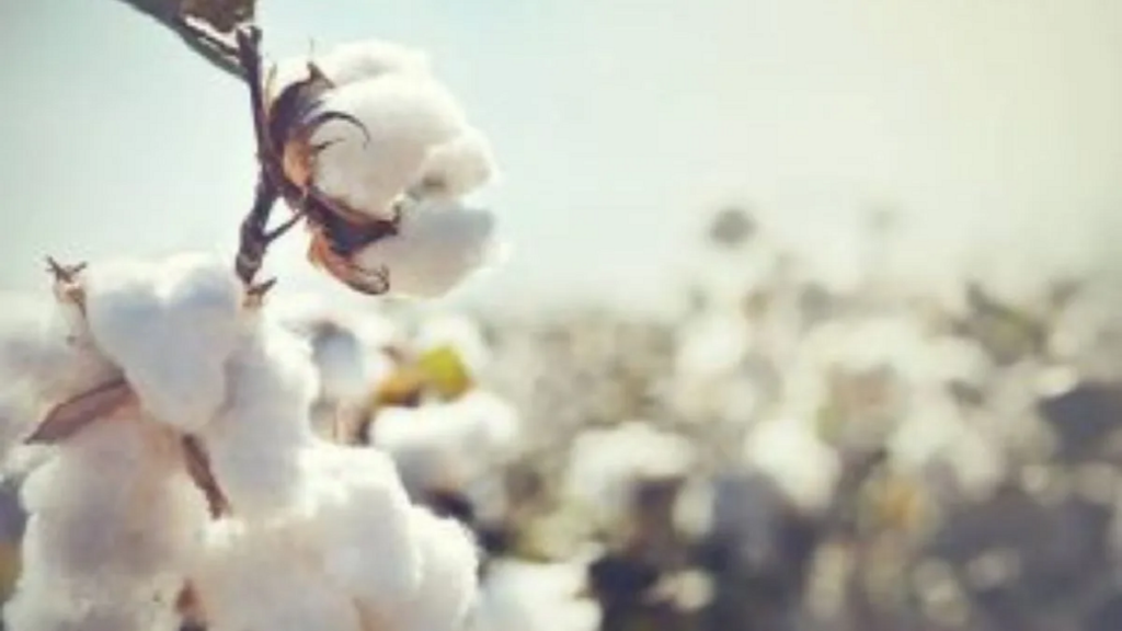 cotton.png