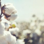 cotton.png