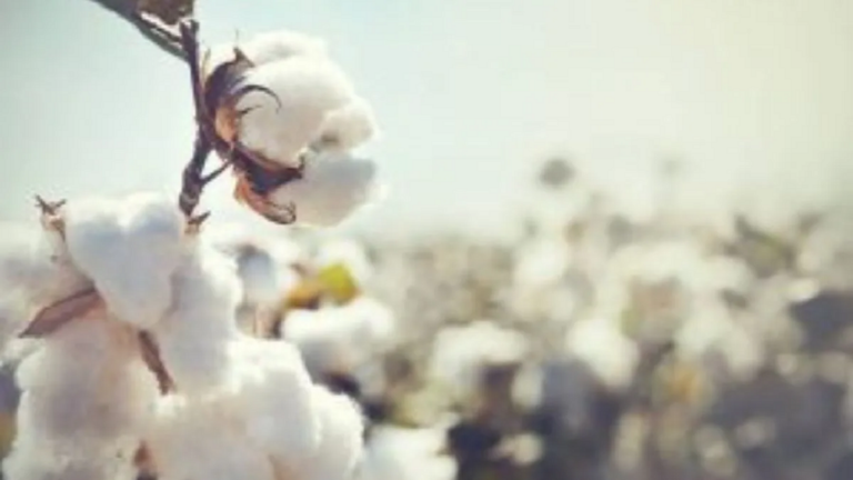 cotton.png