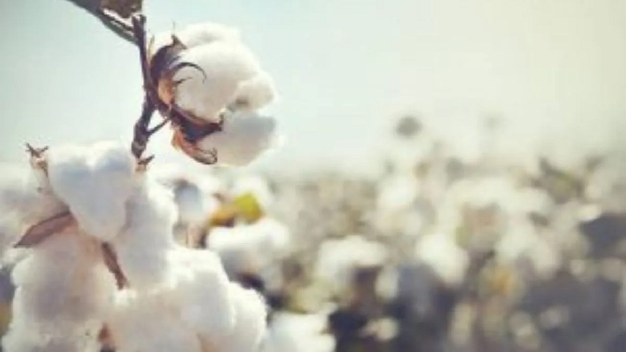 cotton.png
