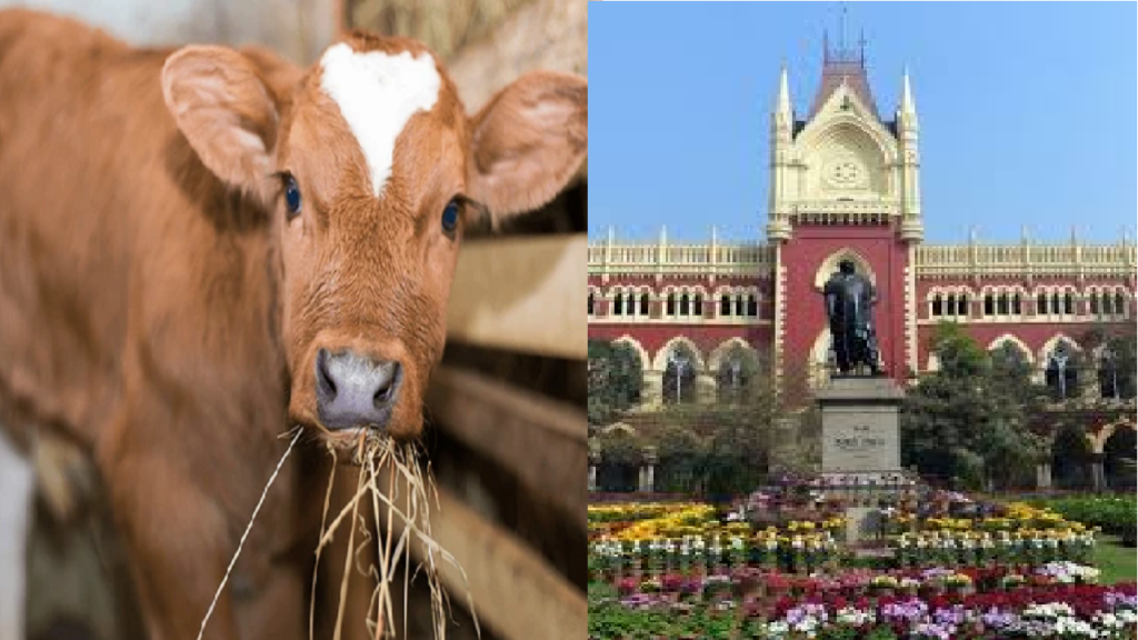 cow-hc.png