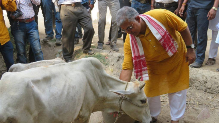 dilip-ghosh-cow.png