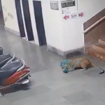 delhi-leopord.png
