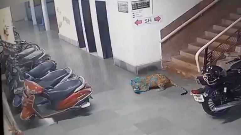delhi-leopord.png