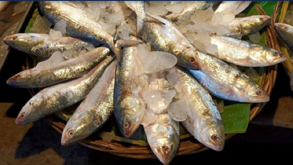 ilish.png