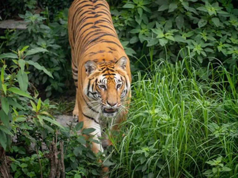 Tigre.jpg