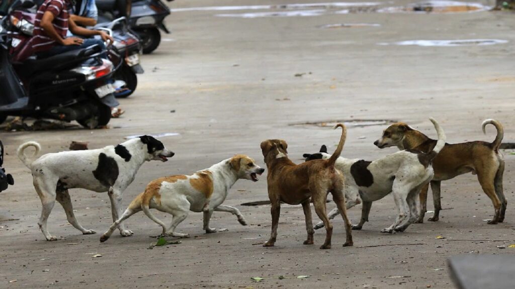 stray-dog.jpg
