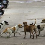 stray-dog.jpg
