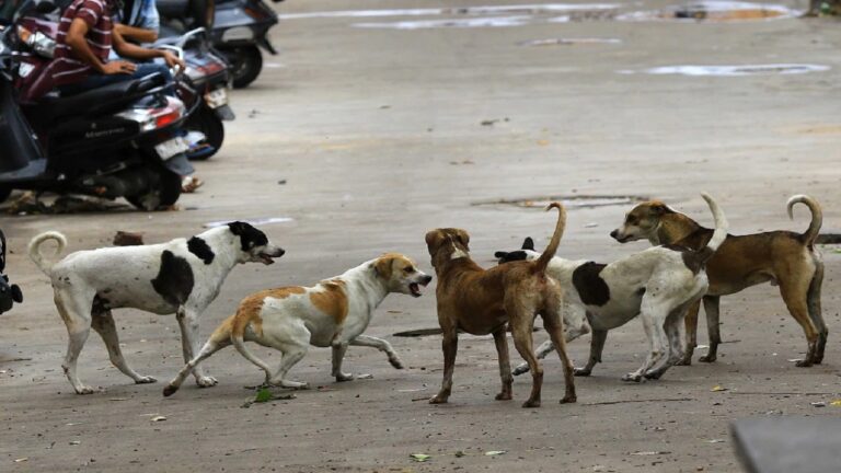 stray-dog.jpg