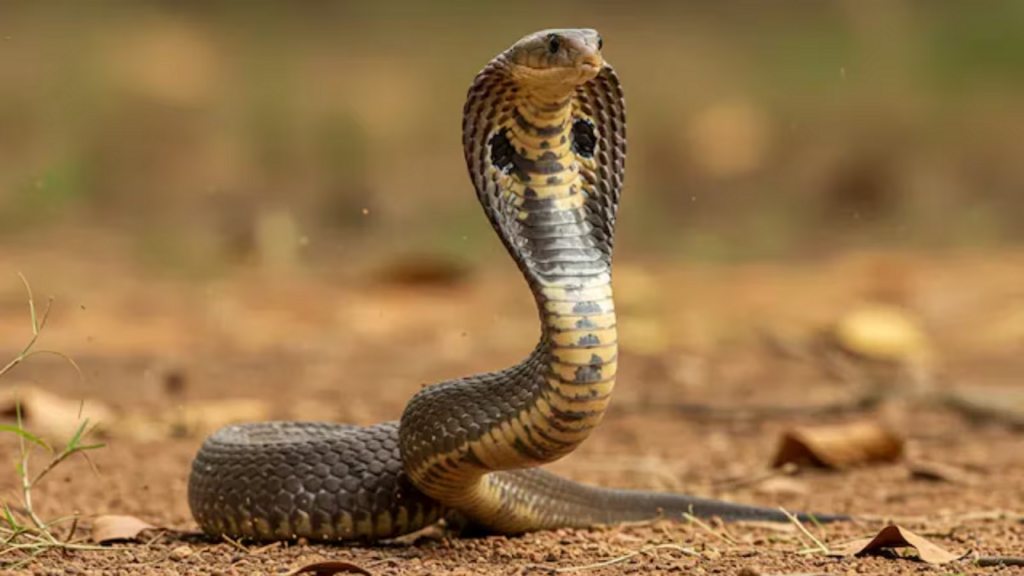 snake.png