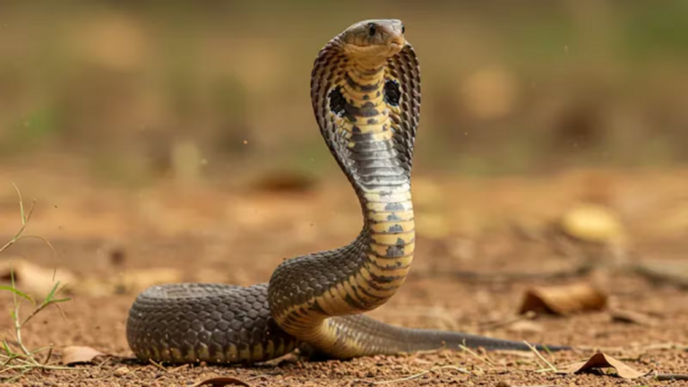 snake.png